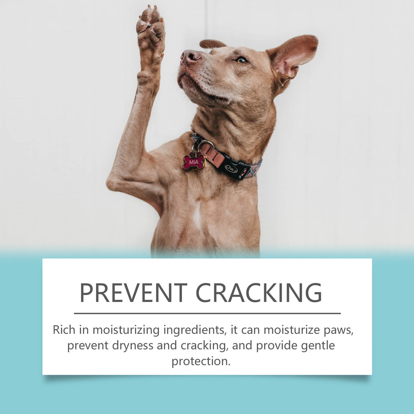 Dogs And Cats Paw Cleaner