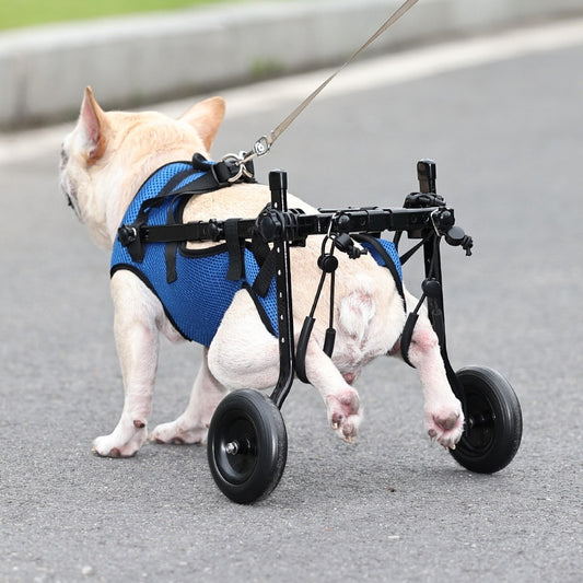 Pet Disabled Dog